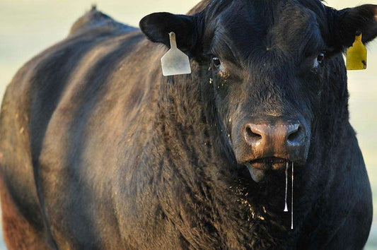 Winter Warmers and Cattle Heat Stress?